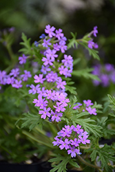 Davis Mountain Mock Vervain (Glandularia wrightii) at Lakeshore Garden Centres