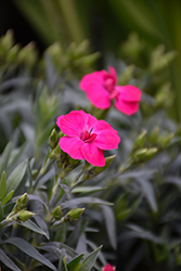 Peman Violet Border Carnation (Dianthus caryophyllus 'Peman Violet') at Lakeshore Garden Centres