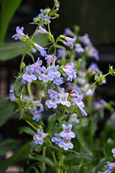 Blue Mist Penstemon (Penstemon virens 'Blue Mist') at Lakeshore Garden Centres