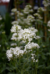 White Valerian (Centranthus ruber 'Albus') at Lakeshore Garden Centres
