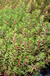Winter Fire Sedum (Sedum rupestre 'Rice Creek') at Lakeshore Garden Centres