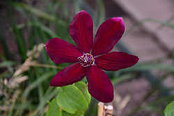 Westerplatte Clematis (Clematis 'Westerplatte') at Lakeshore Garden Centres