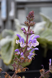 Silver Sage (Salvia argentea) at Lakeshore Garden Centres