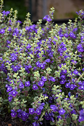 Smoky Hills Skullcap (Scutellaria resinosa 'Smoky Hills') at Lakeshore Garden Centres