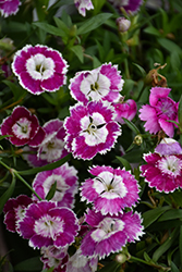 Beauties Olivia Sweet Pinks (Dianthus 'Hilbeaolswee') at Lakeshore Garden Centres
