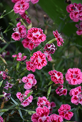 Delilah Bicolor Magenta Dianthus (Dianthus 'Delilah Magenta Bicolor') at Lakeshore Garden Centres