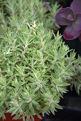 Sea Urchin Stonecrop (Sedum lineare 'Sea Urchin') at Lakeshore Garden Centres