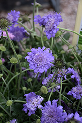 Giga Blue Pincushion Flower (Scabiosa columbaria 'Giga Blue') at Lakeshore Garden Centres