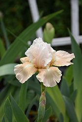 Smitten Kitten Iris (Iris 'Smitten Kitten') at Lakeshore Garden Centres