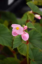 Hardy Begonia (Begonia grandis var. evansiana) at Lakeshore Garden Centres