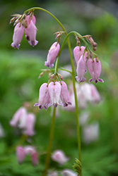 Pacific Bleeding Heart (Dicentra formosa) at Lakeshore Garden Centres