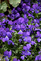 Corsican Pansy (Viola corsica) at Lakeshore Garden Centres