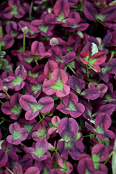 Limerick Isabella Clover (Trifolium 'Limerick Isabella') at Lakeshore Garden Centres