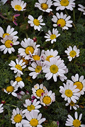 Mount Atlas Daisy (Anacyclus pyrethrum) at Lakeshore Garden Centres