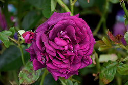 Twilight Zone Rose (Rosa 'WEKebtidere') at Lakeshore Garden Centres