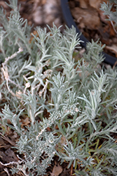 Winterfat (Krascheninnikovia lanata) at Lakeshore Garden Centres