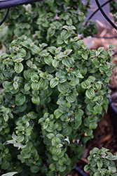Compressa Dogwood (Cornus sanguinea 'Compressa') at Lakeshore Garden Centres