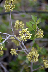 Autumn Amber Creeping Sumac (Rhus trilobata 'Autumn Amber') at Lakeshore Garden Centres