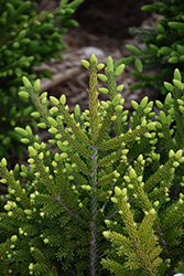 Shadow's Broom Oriental Spruce (Picea orientalis 'Shadow's Broom') at Lakeshore Garden Centres