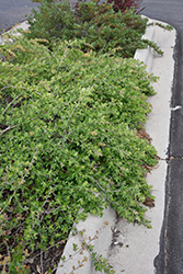 Autumn Amber Creeping Sumac (Rhus trilobata 'Autumn Amber') at Lakeshore Garden Centres