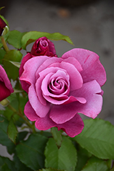 Barbra Streisand Rose (Rosa 'WEKquaneze') at Lakeshore Garden Centres