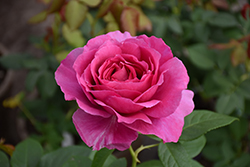 Downton Abbey Pretty Lady Rose (Rosa 'WEKdadoda') at Lakeshore Garden Centres