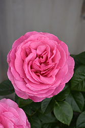 All Dressed Up Rose (Rosa 'WEKgrasucejuc') at Lakeshore Garden Centres