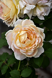 Fun In The Sun Rose (Rosa 'WEKpupmobalip') at Lakeshore Garden Centres