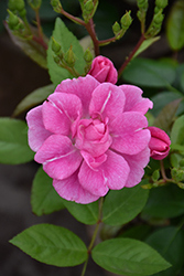 China Doll Rose (Rosa 'China Doll') at Lakeshore Garden Centres