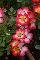 Playful Happy Trails Rose (Rosa 'WEKrahatjacor') at Lakeshore Garden Centres