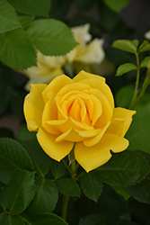 Shockwave Rose (Rosa 'Shockwave') at Lakeshore Garden Centres