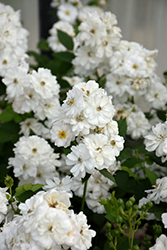 Pretty Polly White Rose (Rosa 'Zlepoltwo') at Lakeshore Garden Centres