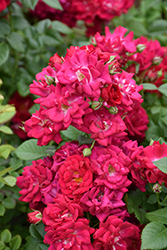 Children's Hope Rose (Rosa 'WEKswegoba') at Lakeshore Garden Centres