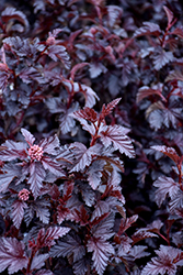Panther Ninebark (Physocarpus opulifolius 'N5') at Peter Knippel Garden Centre