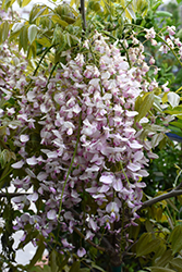 Pink Ice Wisteria (Wisteria floribunda 'Pink Ice') at Lakeshore Garden Centres