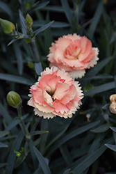 SuperTrouper Orange Carnation (Dianthus caryophyllus 'SuperTrouper Orange') at Lakeshore Garden Centres