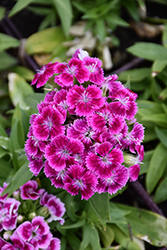 Indian Carpet Sweet William (Dianthus barbatus 'Indian Carpet') at Lakeshore Garden Centres