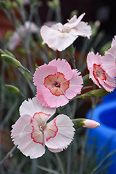 American Pie Georgia Peach Pie Pinks (Dianthus 'Wp15 Pie45') at Lakeshore Garden Centres