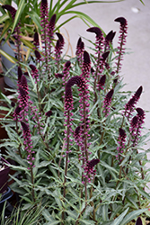 Beaujolais Loosestrife (Lysimachia atropurpurea 'Beaujolais') at Lakeshore Garden Centres
