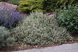 Silver Edged Horehound (Marrubium rotundifolium) at Lakeshore Garden Centres
