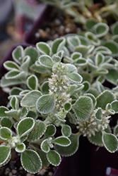 Silver Edged Horehound (Marrubium rotundifolium) at Lakeshore Garden Centres