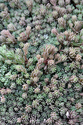 Purple Form Spanish Stonecrop (Sedum hispanicum 'Purple Form') at Lakeshore Garden Centres