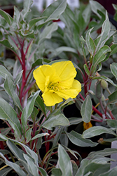 SIlver Blade Evening Primrose (Oenothera macrocarpa ssp. incana) at Lakeshore Garden Centres