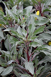 SIlver Blade Evening Primrose (Oenothera macrocarpa ssp. incana) at Lakeshore Garden Centres