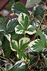 Variegated Strawberry (Fragaria vesca 'Variegata') at Lakeshore Garden Centres