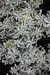 McClintock Pussytoes (Antennaria 'McClintock') at Lakeshore Garden Centres