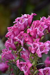 Rock Candy Pink Beard Tongue (Penstemon 'Novapenpin') at Lakeshore Garden Centres