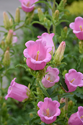 Champion Pink Canterbury Bells (Campanula 'Champion Pink') at Lakeshore Garden Centres
