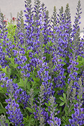 Violet Dusk False Indigo (Baptisia 'Violet Dusk') at Lakeshore Garden Centres