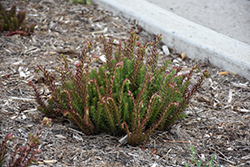 Winter Fire Sedum (Sedum rupestre 'Rice Creek') at Lakeshore Garden Centres